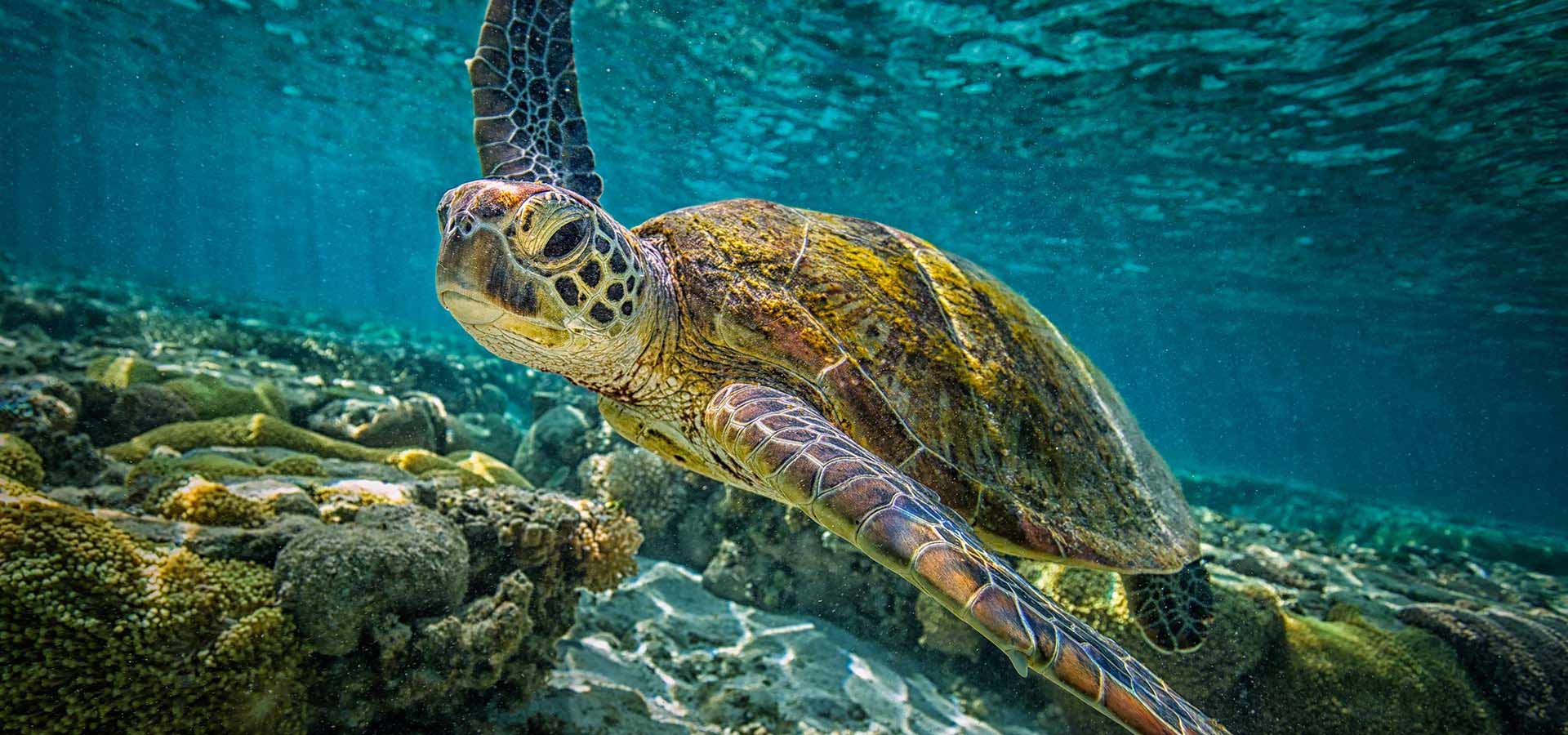 Swim with Sea Turtles Hikkaduwa